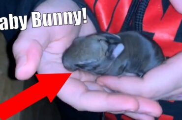 Rare Footage Of A Baby Clover Bunny
