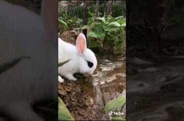 Cute baby rabbit