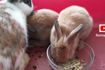 Baby bunnies drinking water