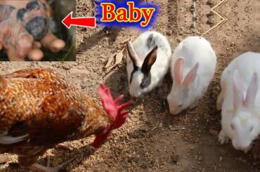Beautiful rabbits with their child's babies lovely chicken bunny babies 13M Official