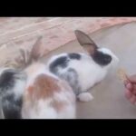 Funny and Cute Baby Bunny Rabbit Videos   Baby Animal Video 2020