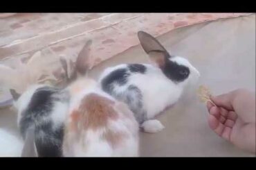 Funny and Cute Baby Bunny Rabbit Videos   Baby Animal Video 2020