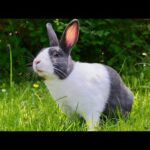 Rescue the Cute Rabbit | Justforfuntv