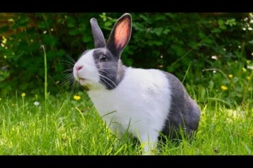 Rescue the Cute Rabbit | Justforfuntv