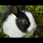 Funny & cute bunny rabbits video