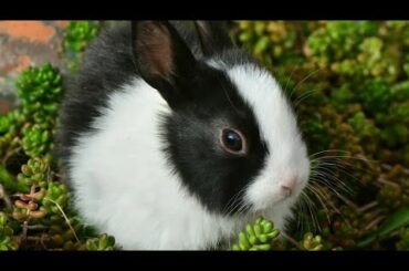 Funny & cute bunny rabbits video