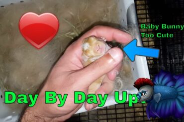 Day By Day Episode 5 - Leaky Tanks, Cute Baby Bunnies