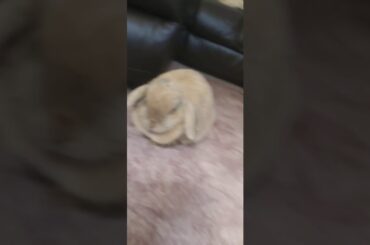 My awsome cute rabbit called peter