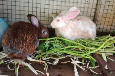 Rabbits Eating Vegetable - Funny Baby Bunny Rabbit Videos Compilation - Cute Rabbits