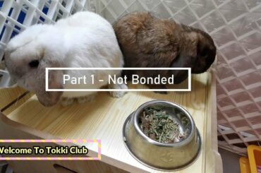 Tokki Club Cute Rabbit Video #23 - How To Bond Rabbits