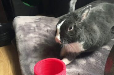 Cute Bunny in a Fight With a Slinky
