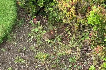 Cute baby bunny eating grass | funny bunny | small baby rabbit