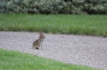 Cute Baby Bunnies!
