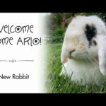 Welcome Home Arlo! | We Adopted A New Rabbit!