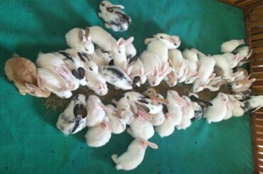 Rabbit Cute Pet #Animals Crossing 2020 - #Rabbitfarming