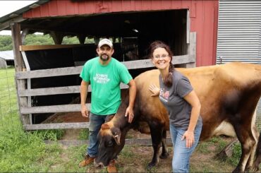 Our COW is MISERABLE! But we Have a PLAN to HELP!