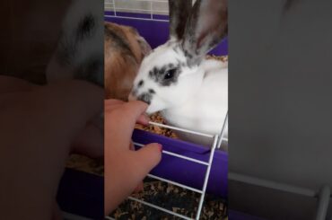 It's a cute, cute, cute, Bunny