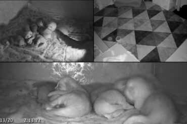 Kitten Academy Live Stream