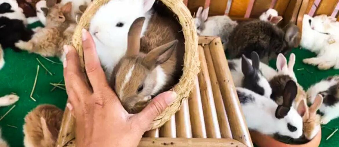 Funny Rabbit Cute Pet #Animals Crossing 2020 - #Rabbitfarming #1