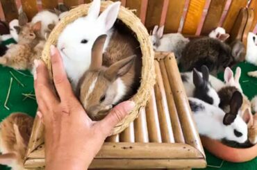 Funny Rabbit Cute Pet #Animals Crossing 2020 - #Rabbitfarming #1