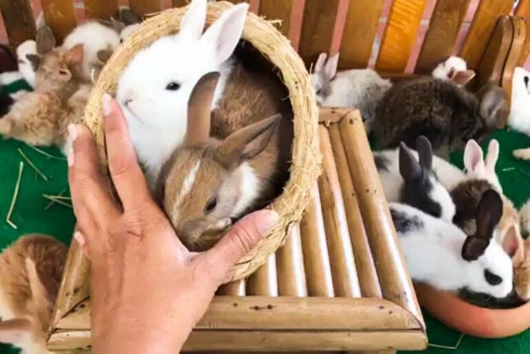 Funny Rabbit Cute Pet #Animals Crossing 2020 - #Rabbitfarming #1