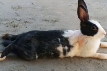 Cute Animals Rabbit | Rabbit Farming in pakistan  | Rabbit as a Cute Pets Video Compilation