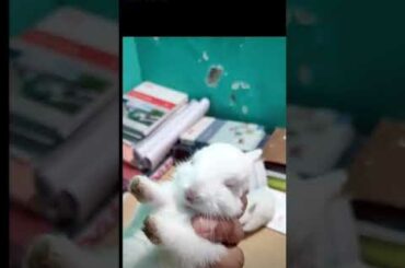 baby rabbit cute video.