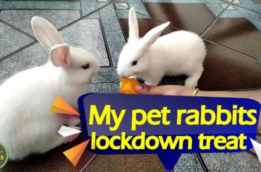 Cutest Baby Bunny Rabbits | Funny Baby Bunny Rabbit | Lockdown Treat | Smart pets | wonderways