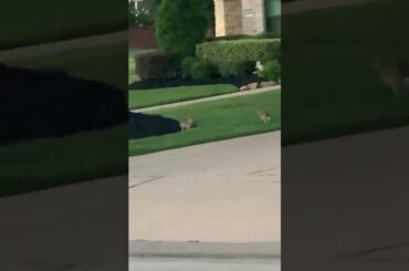 cute baby bunnies playing