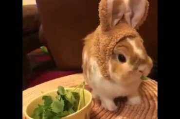 a bunny wearing bunny ears.. this is so cute