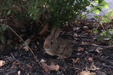 Baby Rabbit sat near a boxwood