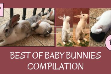Funny Baby Rabbit  - Cute Baby Rabbits - Funny Bunny Baby Videos - Best Of Baby Bunnies Compilation
