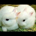 Cute bunny twins
