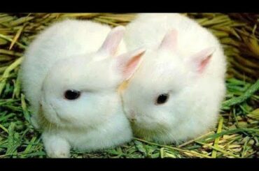 Cute bunny twins