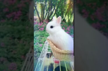 Awww 😊😊😻😻 cute bunny 🐰