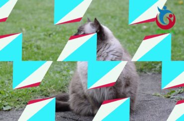 NEW Aaron's Animals Compilation (2019)