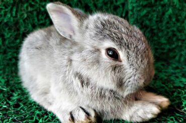 Little Cute Bunny 😍