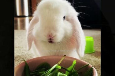 Cutest Bunnies in Home (Cute Bunnies Compilation 2020 Part-2)