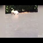 Cute rabbit compilation video 1