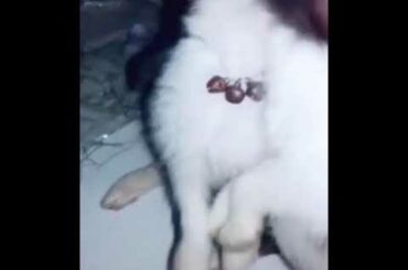 cute #bunny🐭🐭 eating Grass 😍😍😍