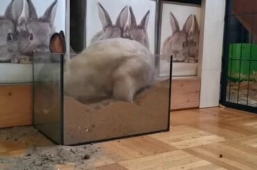 Rabbit - Cute Bunny digging and playing in Sand Box