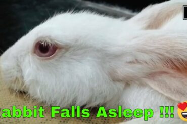 Rabbit falls asleep after cuddle | Cute Rabbit loves cuddle | Rabbit enjoying his body massage 😍😍