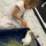Look how this baby girl playing bravely with the rabbit