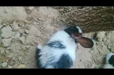 Baby Rabbits Playing