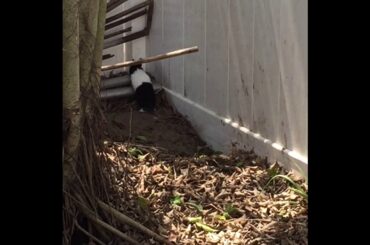 baby rabbits exploring outside hole and doing binky