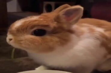 Cute Rabbit Amazing Video ||Cute Animal Videos || Animal Practice