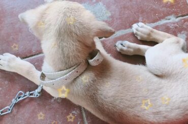 Baby rabbit playing with dog