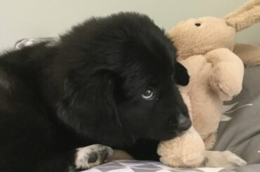 Cute newfynees puppy playing with stuffed animal bunny