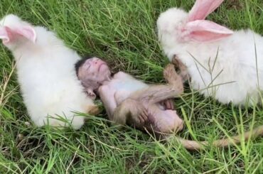 Funny Cute Baby BoBo And MoMo  Rabbit Videos - Baby Animal Video2020