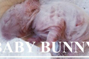 Found Baby Bunnies Outside My Rabbit Cage